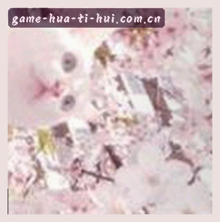 张磊